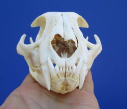 5 inches Authentic ...