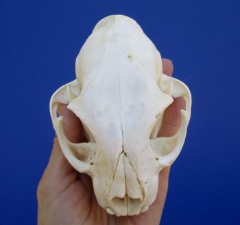 5 inches Authentic North American Bobcat Skull for $69.99