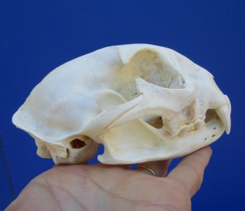 5 inches Authentic North American Bobcat Skull for $69.99