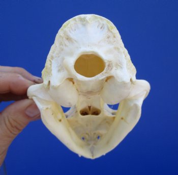 5 inches Authentic North American Bobcat Skull for $69.99