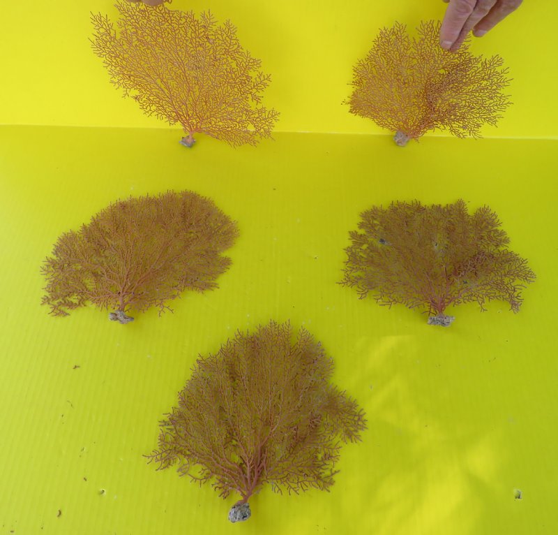 5 Authentic Dried Red Sea Fan Coral for sale in Bulk, 100 natural,