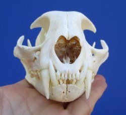 5 inches Authentic ...