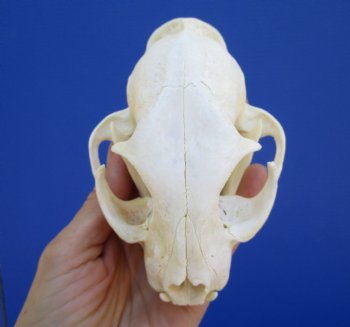 5 inches Authentic North American Bobcat Skull for $69.99