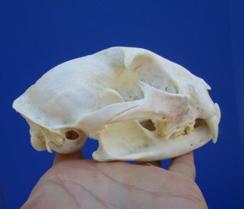 5 inches Authentic North American Bobcat Skull for $69.99