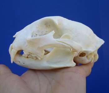 5 inches Authentic North American Bobcat Skull for $69.99