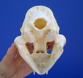 5 inches Authentic North American Bobcat Skull for $69.99