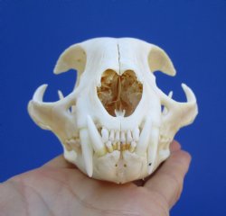 4-3/4 inches Authen...