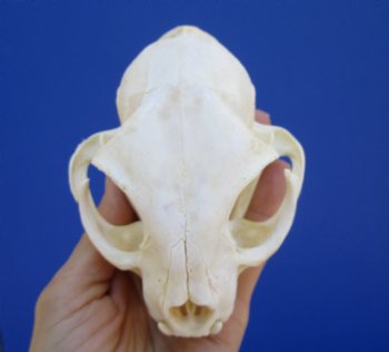 4-3/4 inches Authentic North American Bobcat Skull for $69.99