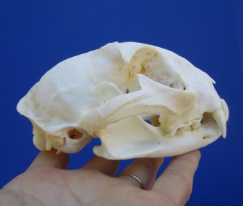 4-3/4 inches Authentic North American Bobcat Skull for $69.99
