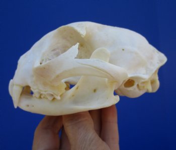 4-3/4 inches Authentic North American Bobcat Skull for $69.99