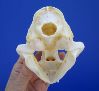 4-3/4 inches Authentic North American Bobcat Skull for $69.99