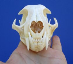 4-3/4 inches Authen...