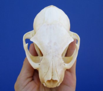 4-3/4 inches Authentic Bobcat Skull for $69.99