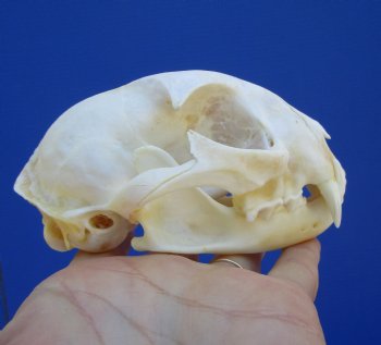 4-3/4 inches Authentic Bobcat Skull for $69.99
