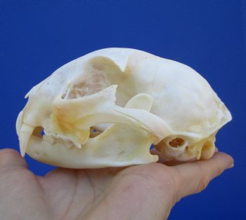 4-3/4 inches Authentic Bobcat Skull for $69.99