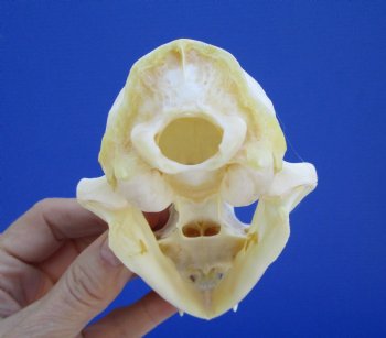4-3/4 inches Authentic Bobcat Skull for $69.99