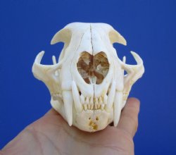 5 inches Authentic ...