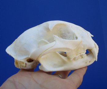 5 inches Authentic North American Bobcat Skull for $69.99