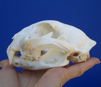 5 inches Authentic North American Bobcat Skull for $69.99