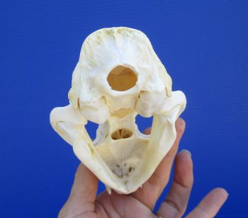 5 inches Authentic North American Bobcat Skull for $69.99