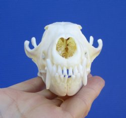 Authentic Red Fox S...