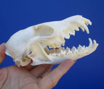  Authentic Red Fox Skull, 5-1/2 inches - Buy this one for $59.99