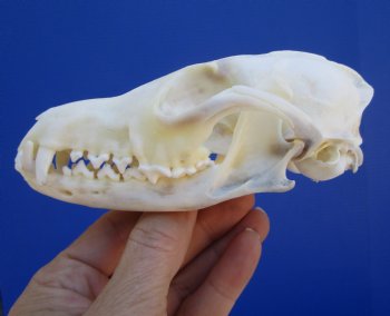 Authentic Red Fox Skull, 5-1/2 inches - Buy this one for $59.99