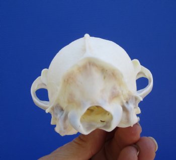  Authentic Red Fox Skull, 5-1/2 inches - Buy this one for $59.99