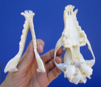  Authentic Red Fox Skull, 5-1/2 inches - Buy this one for $59.99