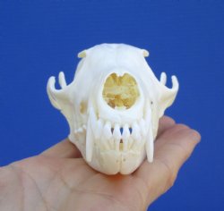 Authentic Red Fox S...