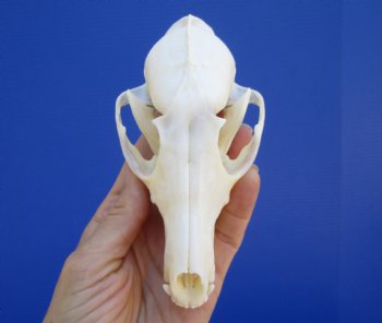  Authentic Red Fox Skull, 5-3/8 inches - Buy this one for $59.99