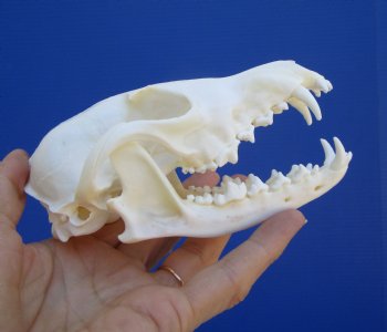  Authentic Red Fox Skull, 5-3/8 inches - Buy this one for $59.99
