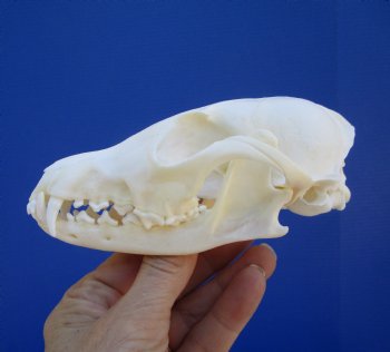  Authentic Red Fox Skull, 5-3/8 inches - Buy this one for $59.99