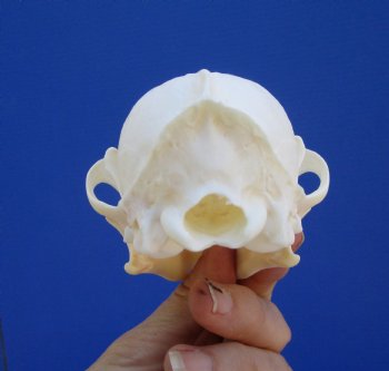  Authentic Red Fox Skull, 5-3/8 inches - Buy this one for $59.99