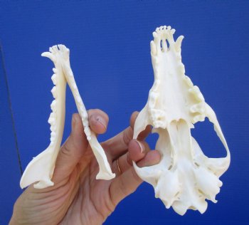  Authentic Red Fox Skull, 5-3/8 inches - Buy this one for $59.99