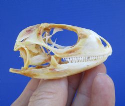 2-1/4 inches Real I...