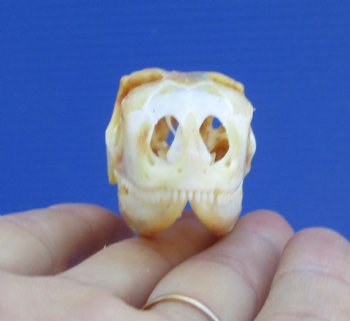 2-1/4 inches Real Iguana Skull for Sale, Beetle Cleaned,  Whitened for <Font color=red> SALE $39.99 </FONT> 