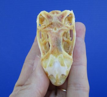 2-1/4 inches Real Iguana Skull for Sale, Beetle Cleaned,  Whitened for <Font color=red> SALE $39.99 </FONT> 