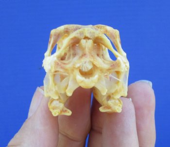 2-1/4 inches Real Iguana Skull for Sale, Beetle Cleaned,  Whitened for <Font color=red> SALE $39.99 </FONT> 