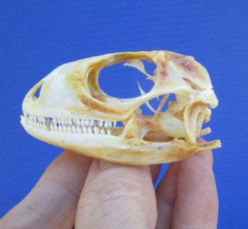 2-1/4 inches Real Iguana Skull for Sale, Beetle Cleaned,  Whitened for <Font color=red> SALE $39.99 </FONT> 