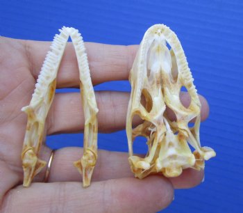 2-1/4 inches Real Iguana Skull for Sale, Beetle Cleaned,  Whitened for <Font color=red> SALE $39.99 </FONT> 