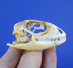 2-3/8 inches Real I...