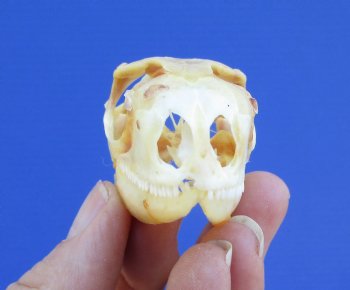 2-3/8 inches Real Iguana Skull for Sale, Beetle Cleaned,  Whitened for <Font color=red> SALE $39.99 </FONT> 