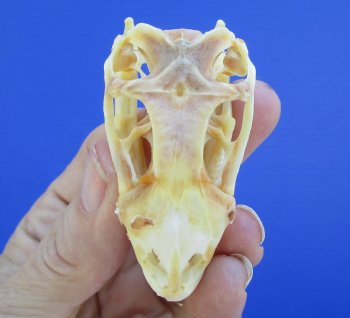 2-3/8 inches Real Iguana Skull for Sale, Beetle Cleaned,  Whitened for <Font color=red> SALE $39.99 </FONT> 