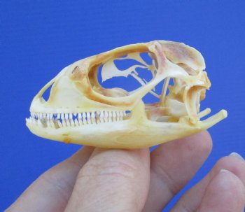 2-3/8 inches Real Iguana Skull for Sale, Beetle Cleaned,  Whitened for <Font color=red> SALE $39.99 </FONT> 