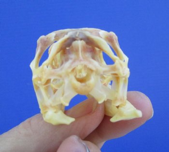 2-3/8 inches Real Iguana Skull for Sale, Beetle Cleaned,  Whitened for <Font color=red> SALE $39.99 </FONT> 