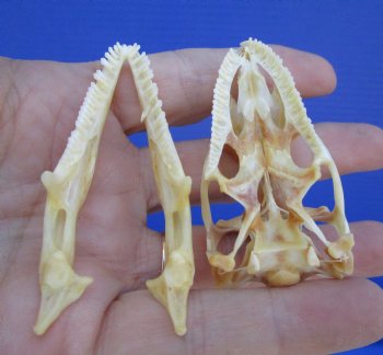 2-3/8 inches Real Iguana Skull for Sale, Beetle Cleaned,  Whitened for <Font color=red> SALE $39.99 </FONT> 