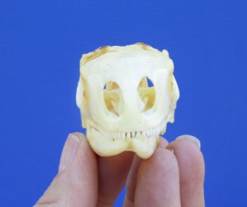 2-3/8 inches Real Iguana Skull for Sale, Beetle Cleaned,  Whitened for <Font color=red> SALE $39.99 </FONT> 