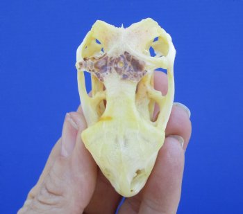 2-3/8 inches Real Iguana Skull for Sale, Beetle Cleaned,  Whitened for <Font color=red> SALE $39.99 </FONT> 