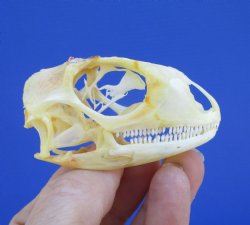 2-3/8 inches Real I...